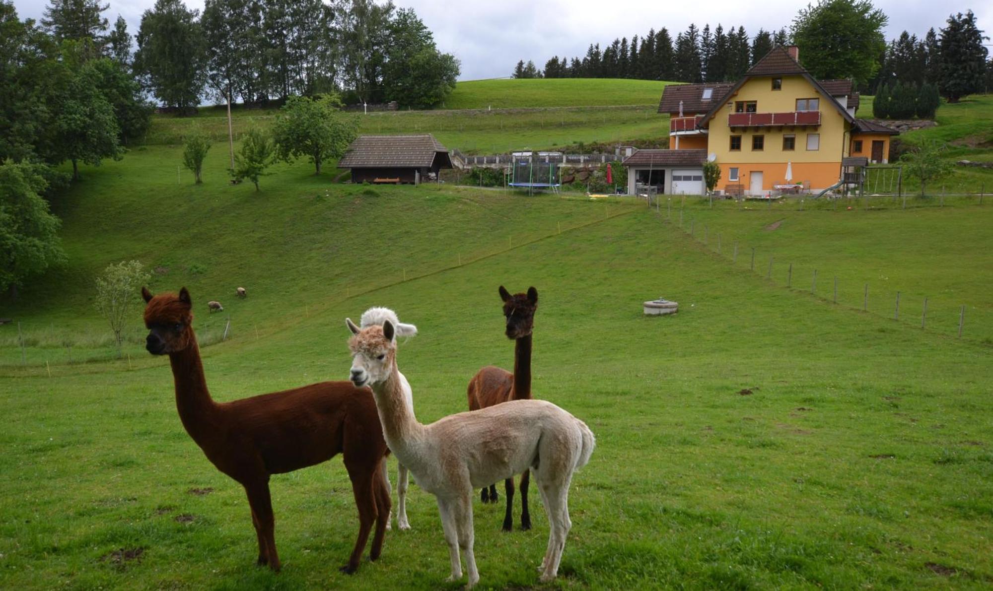 Biohof Kroisleitner Sankt Jakob im Walde Kültér fotó